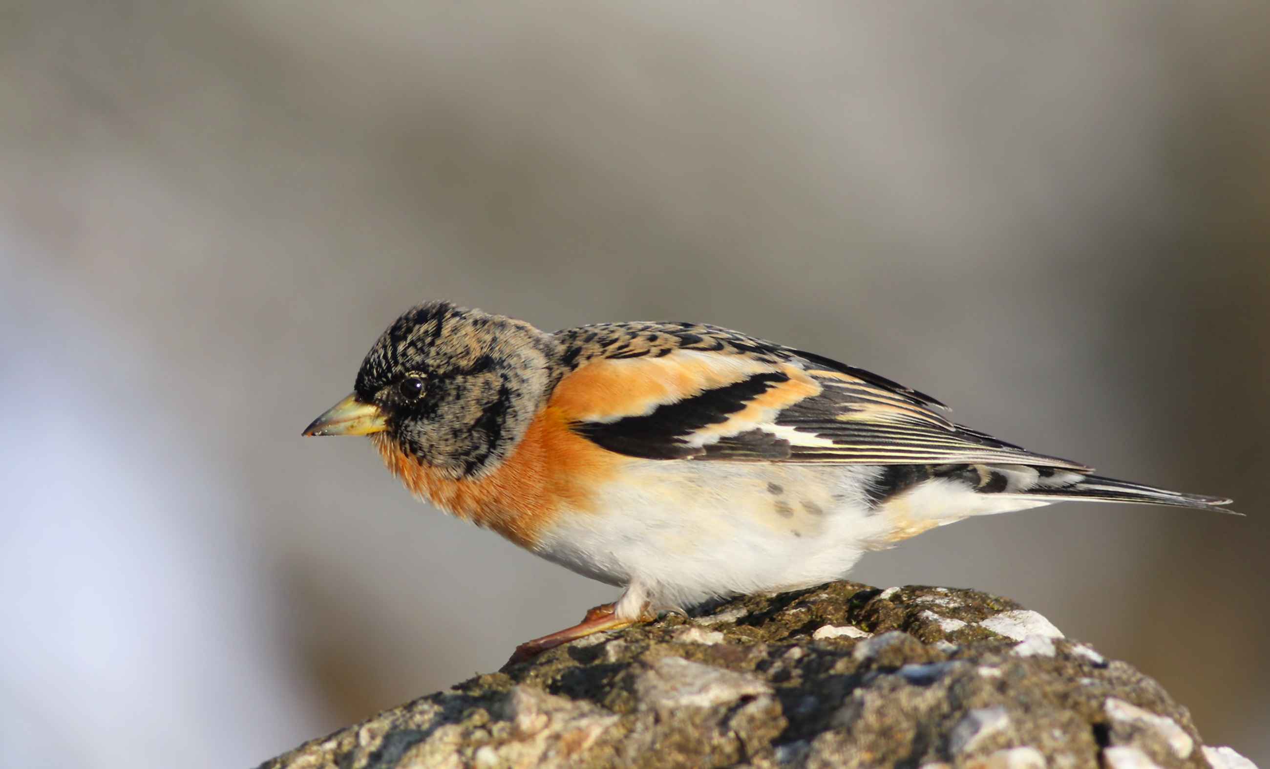 Brambling